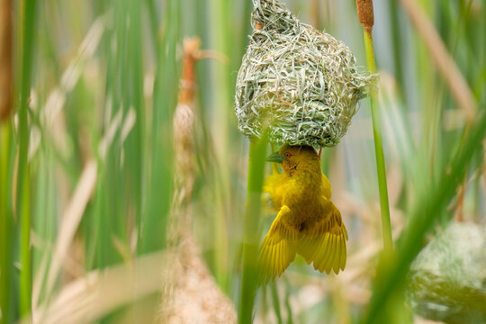 Maske-Weaver bird builds a bird's nest