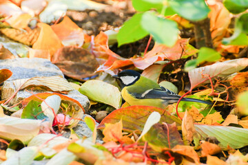 robin bird on autumn tree leaves in the park