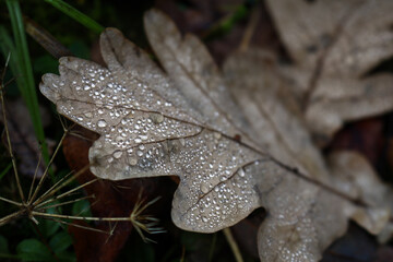 Brown fallen oak leaf with tiny water drops lying on ground among other leaves