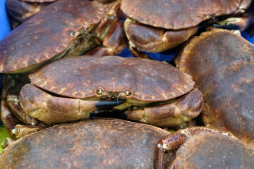 Crabes dormeurs fraîchement pêchés en gros plan