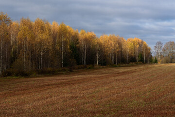 beautiful yellow birch grove on the edge of a mowed meadow with dramatically dark skies in autumn
