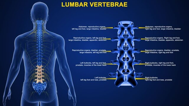 The lumbar spine contains 5 vertebrae, labeled L1 to L5, which progressively increase in size going down the lower back