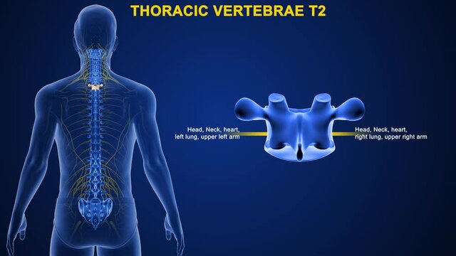 each of the twelve bones of the backbone to which the ribs are attached.