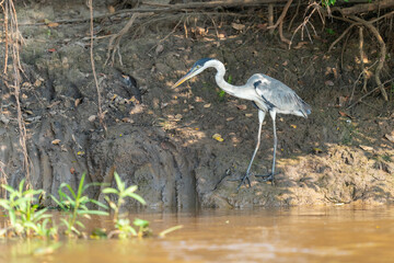 The cocoi heron (Ardea cocoi)