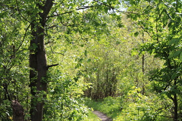 Obraz premium tree in the forest