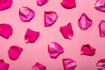 Pink rose petals on a pink background. Romantic background with flower petals