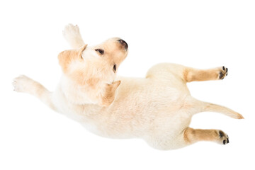 Cute little labrador puppy lying isolated on white background, top view