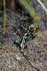 Fire salamander in South Tyrol in the mountains