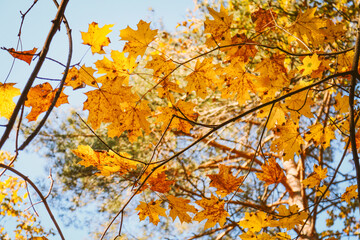 Yellow autumn maple leaves on branches on blue sky