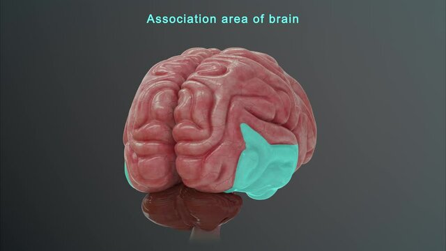 Association area of brain