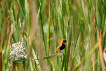 Red Bishop alongside a pond, among the reeds and building, weaving a nest