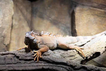 The gray iguana (Iguana iguana)