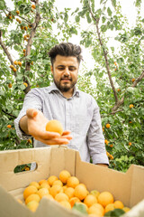 Farmer showing harvest of fresh sweet apricots