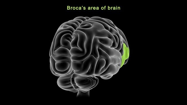 Brocas area of brain