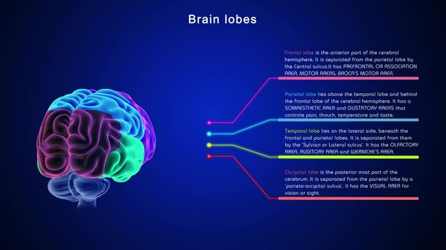 Brain Lobes