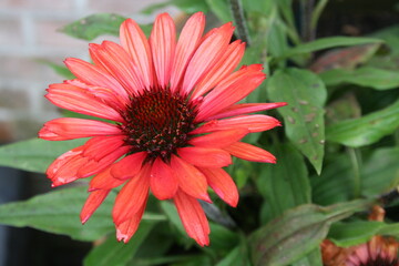 red dahlia flower