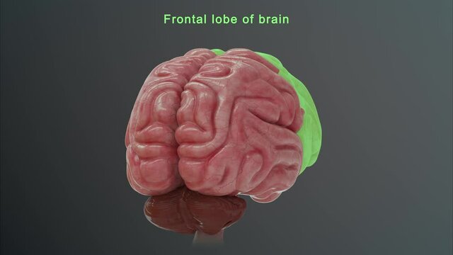 Frontal lobe of brain