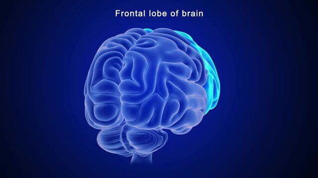 Frontal lobe of brain
