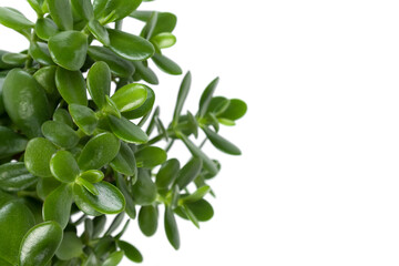Beautiful Crassula ovata, Jade Plant,Money Plant, succulent plant on a white background close up. Home decor and gardening concept. Selective focus.