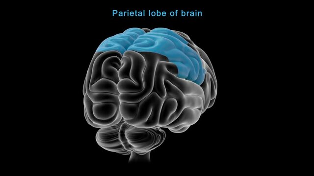 Parietal lobe of brain