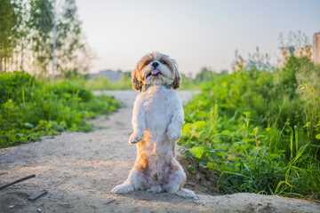 shih tzu dog stands on a forest path