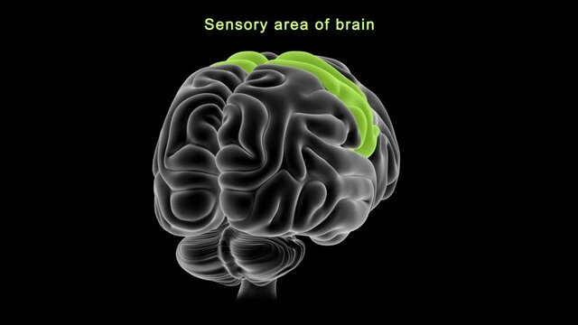 Sensory Area of Brain