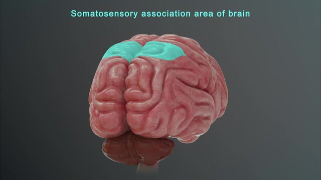 Somatosensory Association Area of Brain