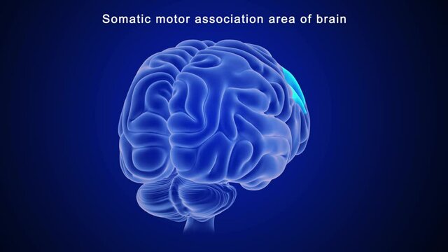 Somatic motor association area of brain