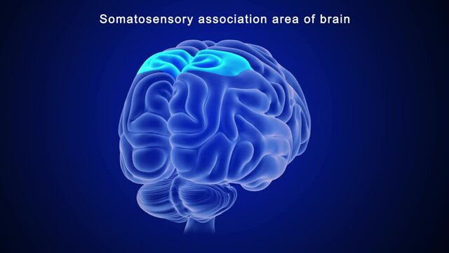 Somatosensory Association Area of Brain