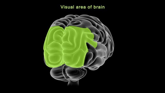 Visual Area of Brain