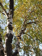 Fototapeta premium birch in autumn, white trunk and yellow foliage, abstract background about autumn 