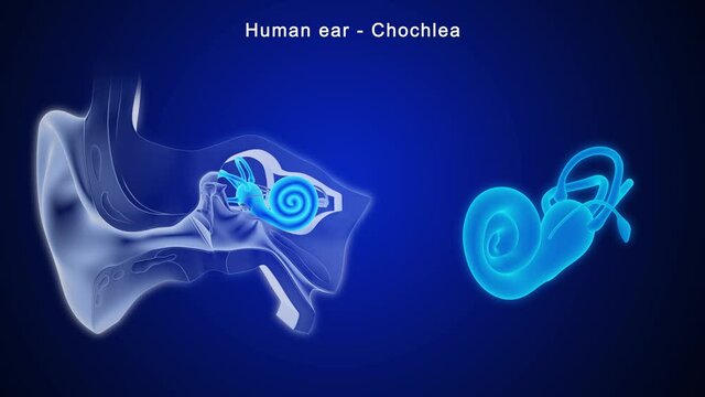 The cochlea is the part of the inner ear involved in hearing. It is a spiral-shaped cavity in the bony labyrinth, in humans making 2.75 turns around its axis, the modiolus.