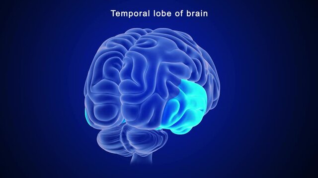 Temporal lobe of brain
