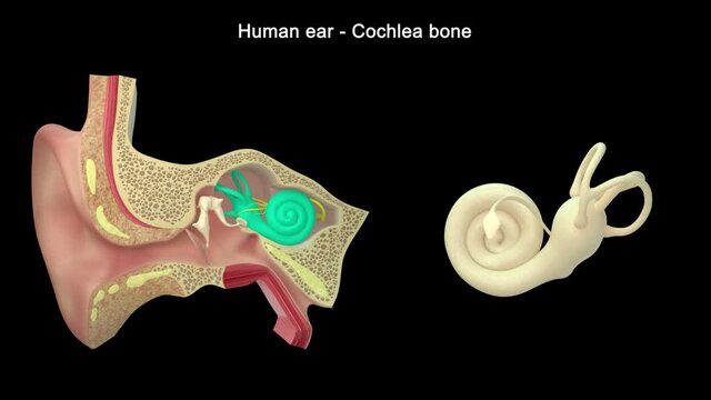 The cochlea is the part of the inner ear involved in hearing. It is a spiral-shaped cavity in the bony labyrinth, in humans making 2.75 turns around its axis, the modiolus.