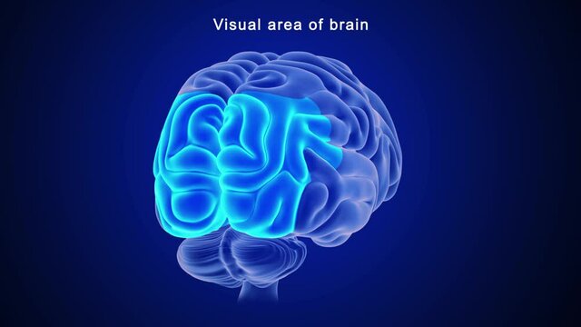 Visual Area of Brain