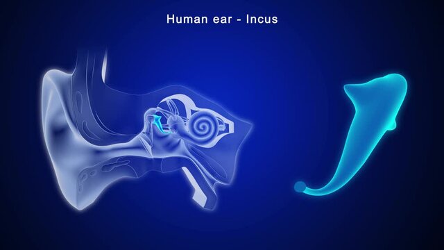 The middle ear consists of the tympanic membrane and the bony ossicles called the malleus, incus, and stapes.