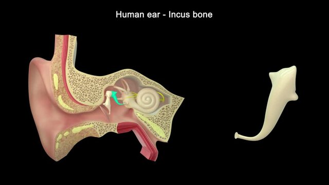 The middle ear consists of the tympanic membrane and the bony ossicles called the malleus, incus, and stapes.