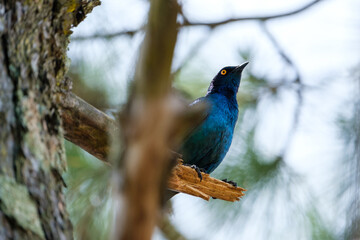 Red shoulder star sitting on the tree