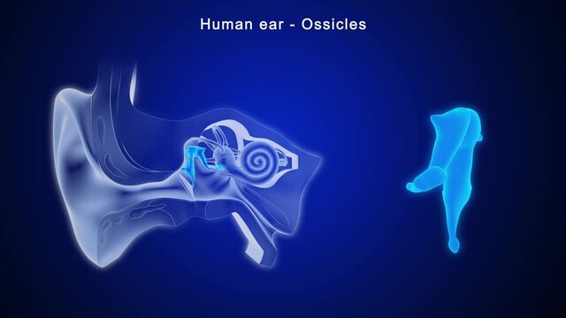  three ossicles connect the tympanic membrane to the inner ear allowing for the transmission of sound waves.
