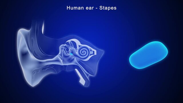 The stapes is the third of three tiny bones in the middle ear and the one closest to the inner ear. Because of its shape, it's sometimes called the stirrup.