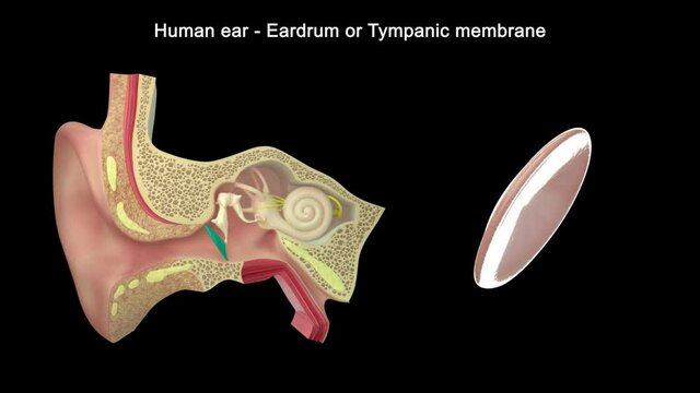 It separates the outer ear from the middle ear. When sound waves reach the tympanic membrane they cause it to vibrate. 