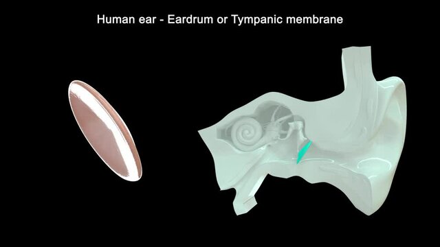 It separates the outer ear from the middle ear. When sound waves reach the tympanic membrane they cause it to vibrate. 