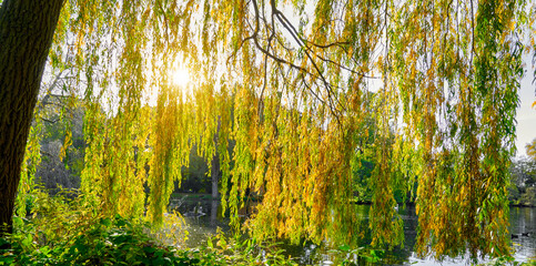 Curtain from the hanging branches of a weeping willow, whose leaves are turning autumn colors, in the back light in front of a lake in autumn
