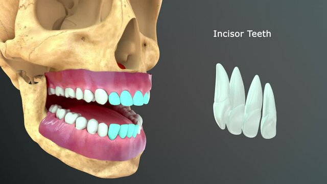 incisors Teeth