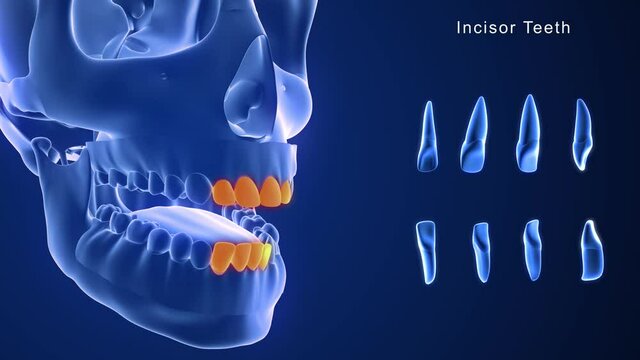 incisors Teeth
