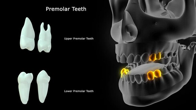 Premolar Teeth