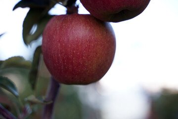 Apple harvest in South Tyrol
