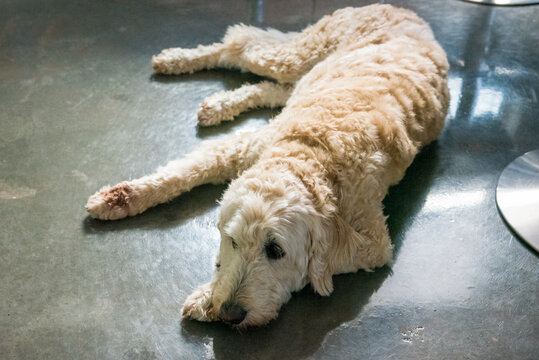 Closeup shot of a Labradoodle dog lying on the ground