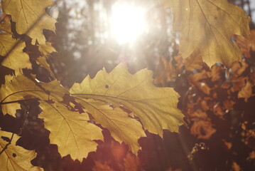 autumn oak leaves in the sunlight 