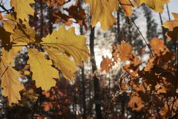 autumn oak leaves in the sunlight 